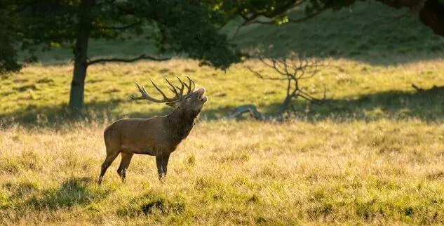 Hirsche röhrt in der Wildnis auf einer Wanderreise in Deutschland, Darß