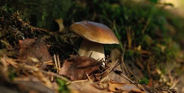 Pilz in der Wildnis
